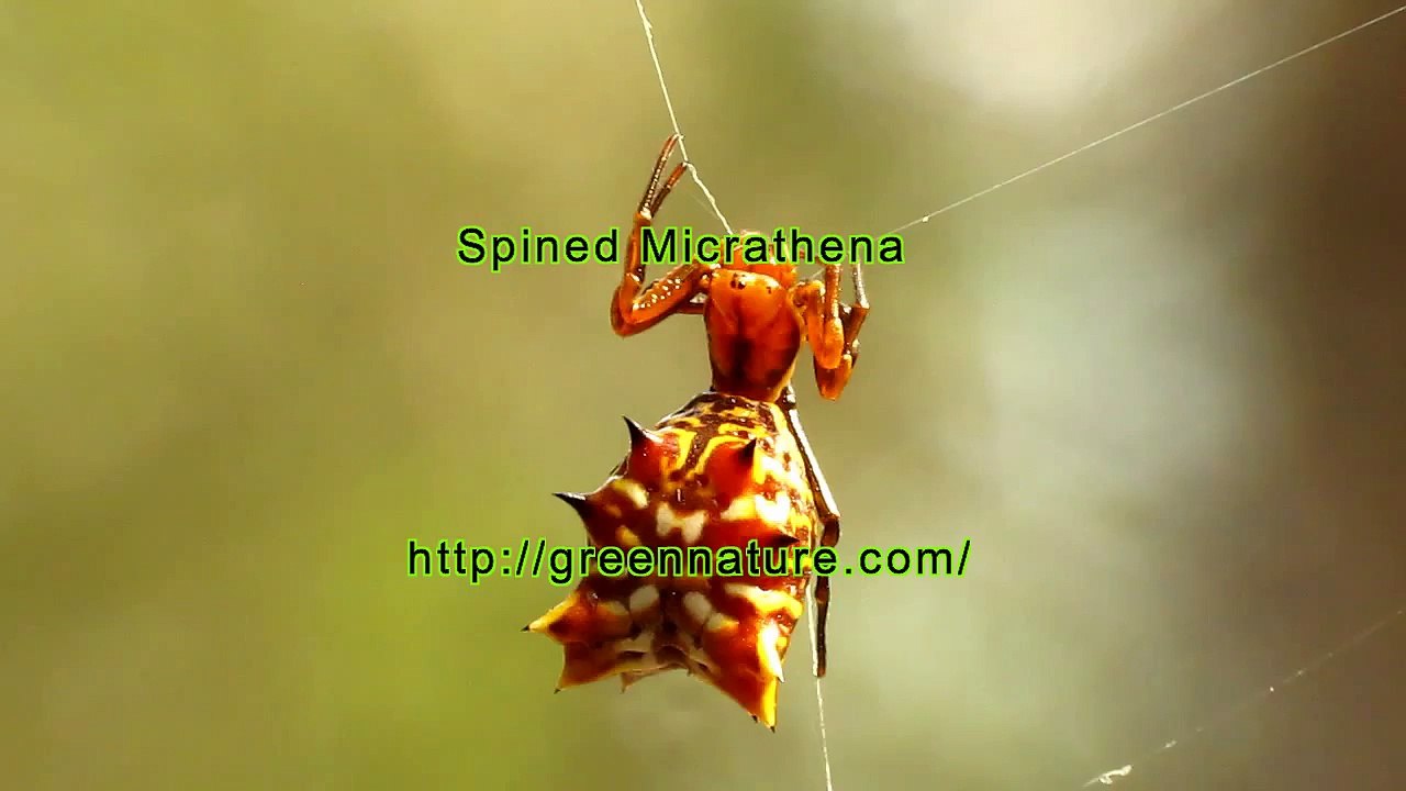 Spined Micrathena