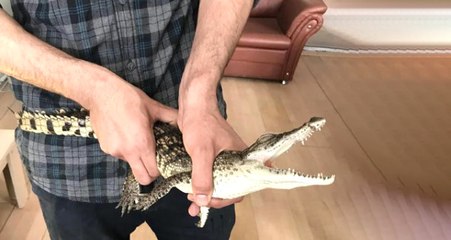 Pitull ve Pitonlardan Sonra Şimdi de İnternette Yasa Dışı Timsah Satışı Başladı