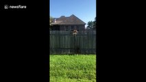 Frustrated pooch jumps in vain trying to reach cat on fence