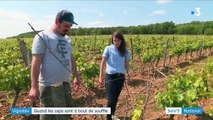 Vin : les vignes françaises malades