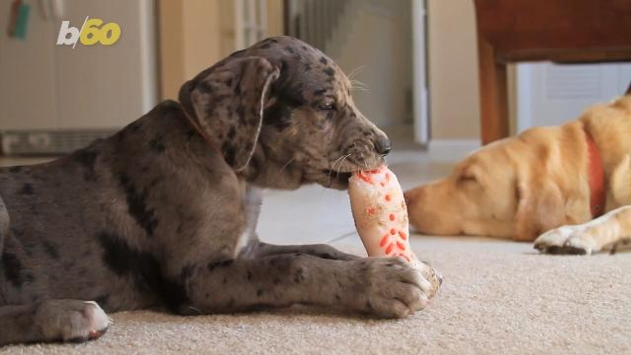 Can Cannabis Help Your Anxious Dog Through Summer Storms & Fireworks?