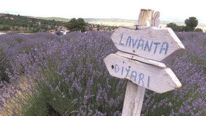 Mor Tarlalara" Ziyaretçi Akını