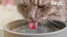 Pourquoi la langue des chats est râpeuse