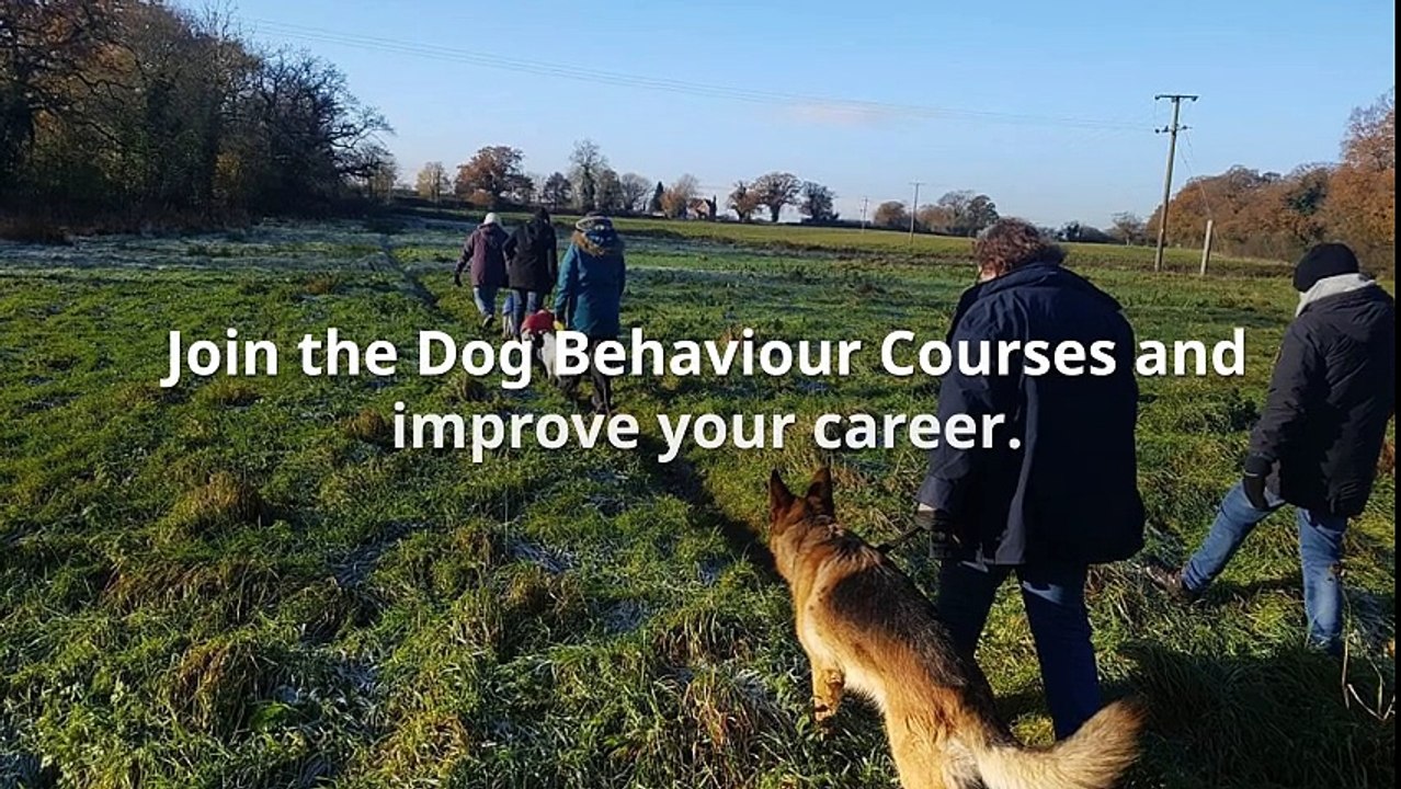 Dog Behaviour Courses