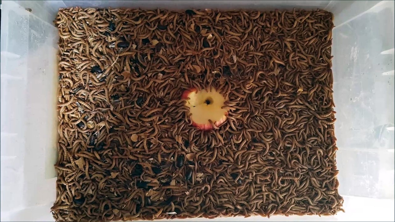 Worm feeding