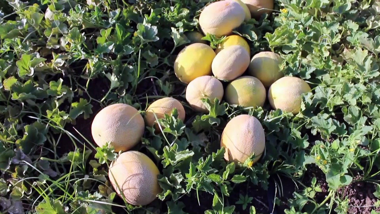 Verimi artan 'Kırıkhan kavunu' üreticiyi sevindirdi - HATAY