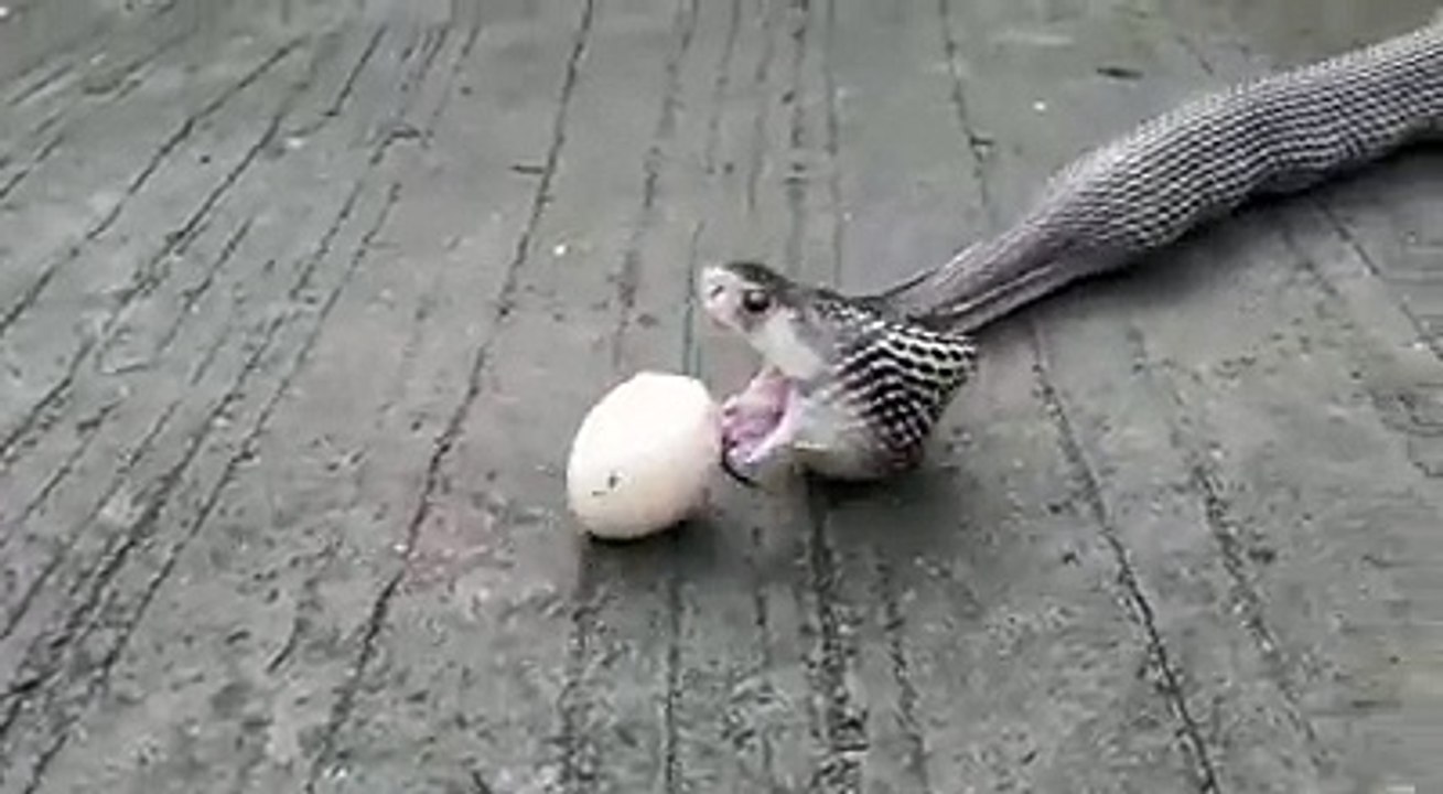 Cobra gets his lunch!