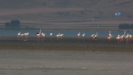 Seyfe Gölü'nde Flamingolar Arasındaki Turnalar Görenleri Şaşırttı