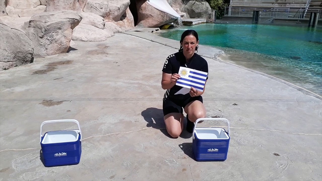 Watson, l’otarie du zoo d’Amnéville pronostique une victoire des Bleus contre l’Uruguay !