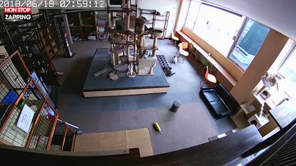 Japon : Des chats réagissent plusieurs secondes avant un séisme (Vidéo)