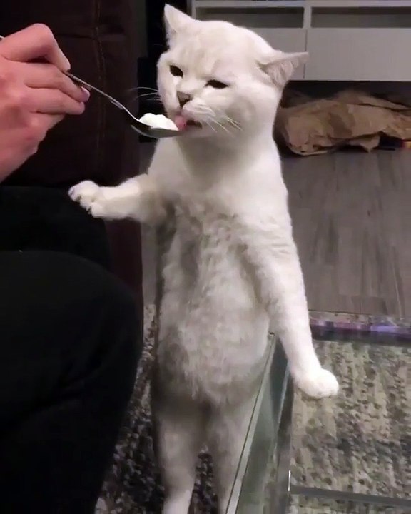 How to train your cat to stand up and eating Ice cream