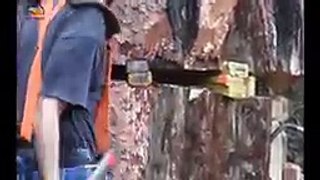 Amazing Dangerous Skills Fastest Tree Felling, Heavy Biggest Tree Cutting Down Machines -AB
