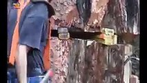 Amazing Dangerous Skills Fastest Tree Felling, Heavy Biggest Tree Cutting Down Machines -AB