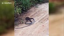 Feisty rat bites snake on its head in China