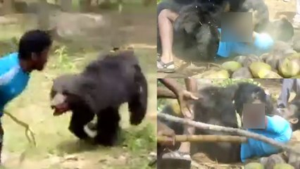भालू के हमले का दिल दहलाने वाला वीडियो, तीन को मार डाला