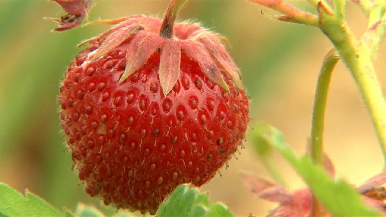 Neues Supermarkt-Konzept: Vom Dach auf die Gabel