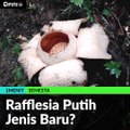 #1MENIT | Rafflesia Putih Jenis Baru?