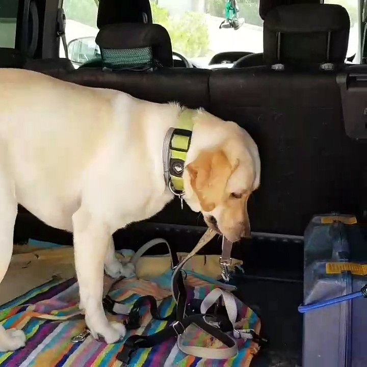 Portal Animal