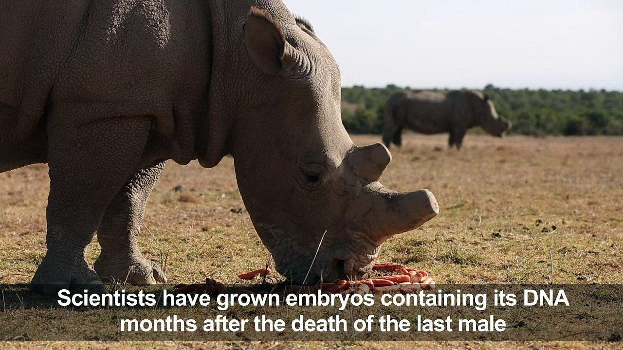 Scientists create embryos, hope to save near-extinct rhino