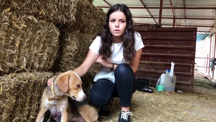 Yaralı bulunan köpek tedavi altına alındı - ANTALYA