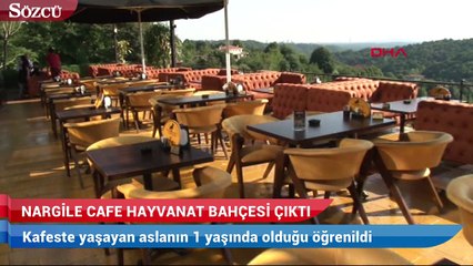 Скачать видео: Nargile cafe hayvanat bahçesi çıktı