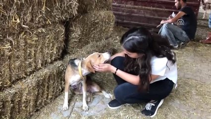 Yaralı Bulunan Köpek Tedavi Altına Alındı
