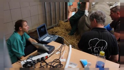 شاهد: تخليق أجنة لإنقاذ وحيد القرن الأبيض من الانقراض