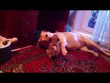 Very Funny - Cuteness Labrador Retriever Videos 2018 # 2
