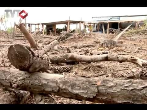 Assentados do INCRA - Zumbi dos Palmares - Rede TVT