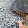 Snapping turtle attacks