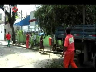 Corte de árvore - Rede TVT