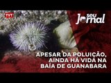 Apesar da poluição, ainda há vida na Baía de Guanabara