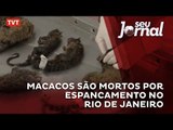 Macacos são mortos por espancamento no Rio de Janeiro