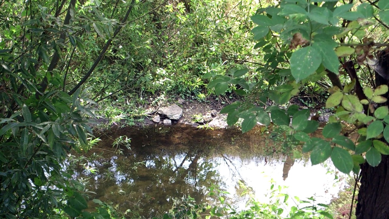 Niedrig-Wasser in der Fuhne