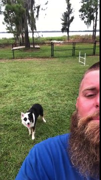 Dressage : ce chien obéit à la seconde !