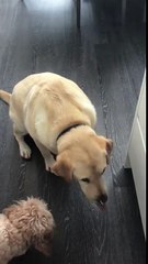 Spaghetti coincée sur le nez : ce chien devient fou !