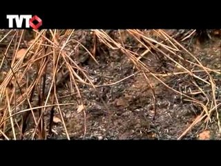 Especial: Meio Ambiente (Casal transforma propriedade rural em reserva de proteção permanente)