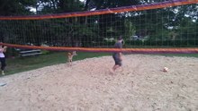 Du sport sous canicule ? Quand une biche veut participer à un match de volleyball