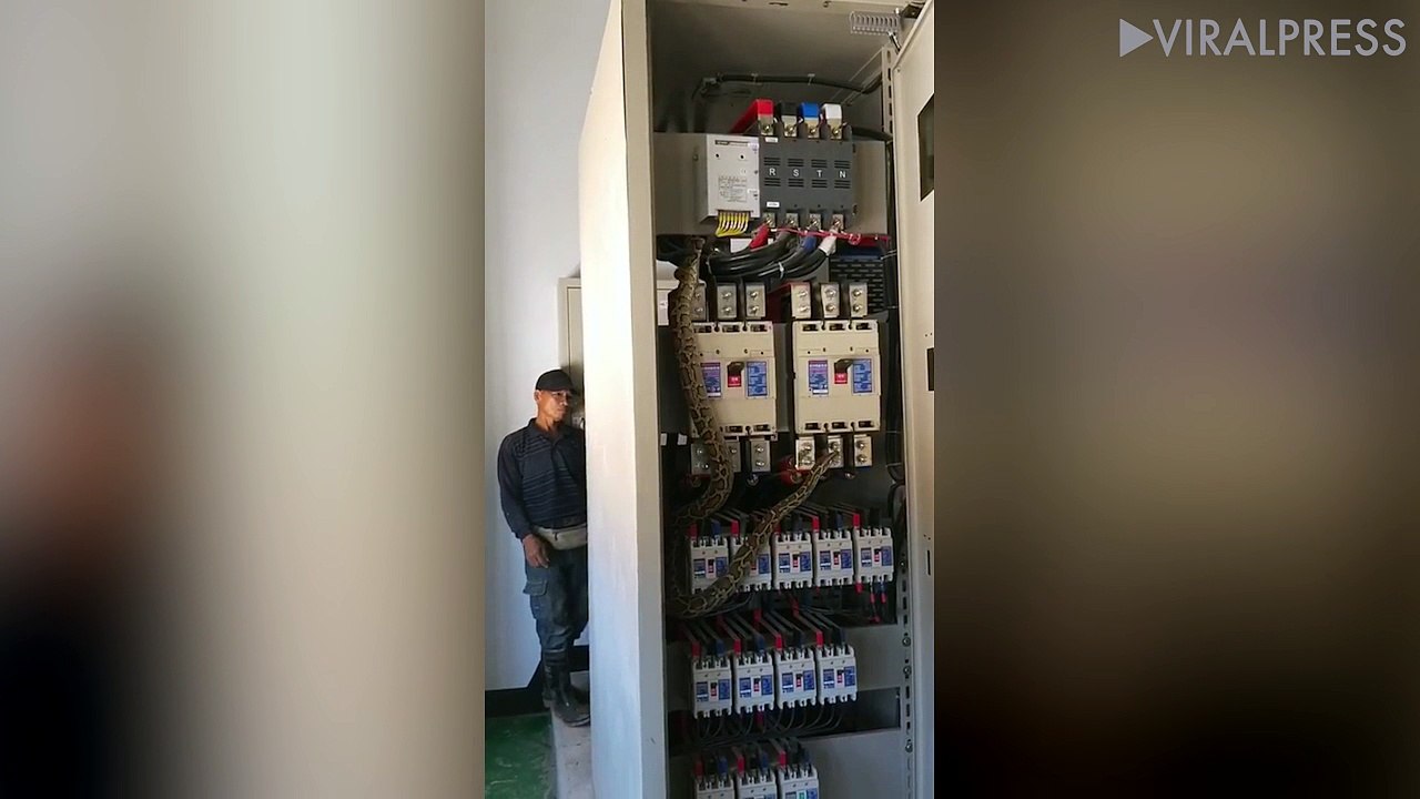 Sparks fly as python is caught inside electricity box