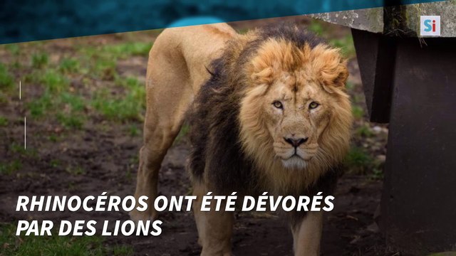 Des braconniers dévorés par des lions en Afrique du Sud