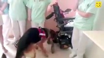 After spending months in the hospital, this mans service dog, Lobo was finally allowed the visit! 