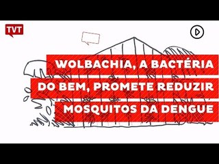 Descargar video: Wolbachia, a bactéria do bem, promete reduzir mosquitos infectados de dengue