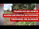Trabalho em horta ajuda detentos do sistema prisional de Alagoas