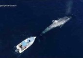 Blue Whale Circles Boat Off San Diego Coast
