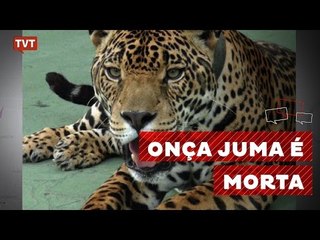 Onça pintada é morta pelo exército depois de revezamento da tocha