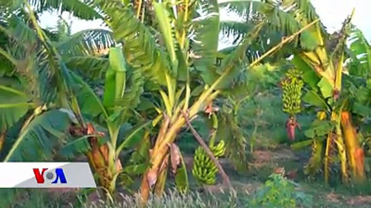 Magaalada Garoowe waxaa laga sameeyey beero ay ka baxaan noocyo kala duwan oo khudaar ah, waxaana la doonayaa in looga maarmo khudaarta uga timaada Koonfurta So