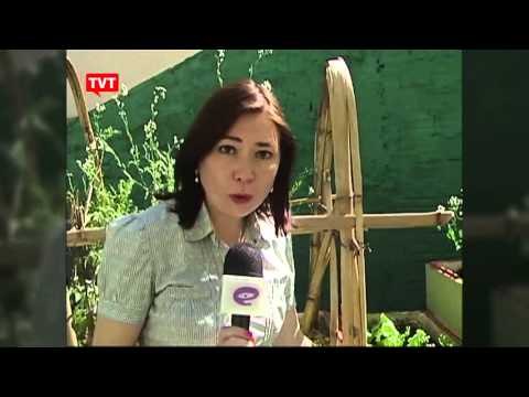 Em pequenos espaços, moradora de condomínio cria hortinha orgânica