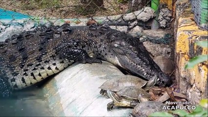 Même pour un crocodile, manger une tortue ce n'est pas simple