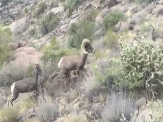 BAAH! Rare bighorn sheep sighting in Canyon Lake - ABC15 Digital
