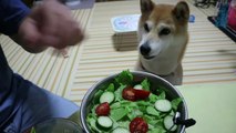 柴犬小春　時にはシャキシャキ草食犬！野菜盛り食べてみた^^ASMR　音フェチ・飯テロShiba Koharu eats Vegetable Salad